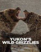 poster_yukons-wild-grizzlies_tt16252664.jpg Free Download